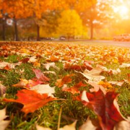 Why Fall is the Best Time to Film
